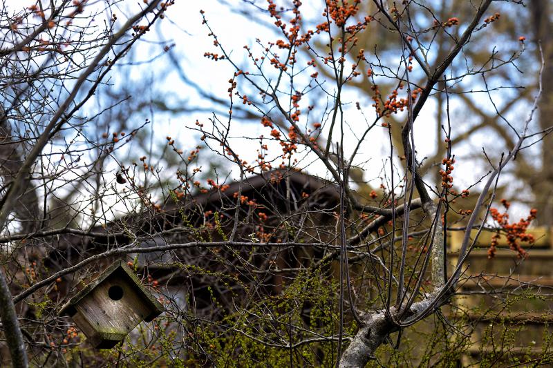Winterberry Hollies invite birds into the garden.
